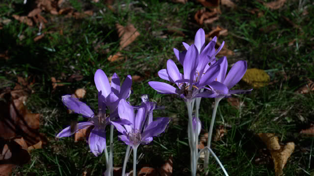 Saffron:_And the journey of treatment throughout history&nbsp;##$