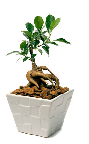 Ginseng plant: How to reduce cumulative blood sugar in five&nbsp;minutes