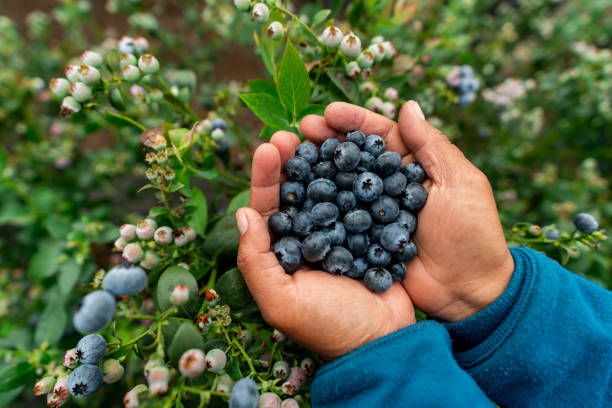 Blueberries – The magic of fruits – Antioxidants – Discover the magic of delicious fruits rich in vitamins&nbsp;#