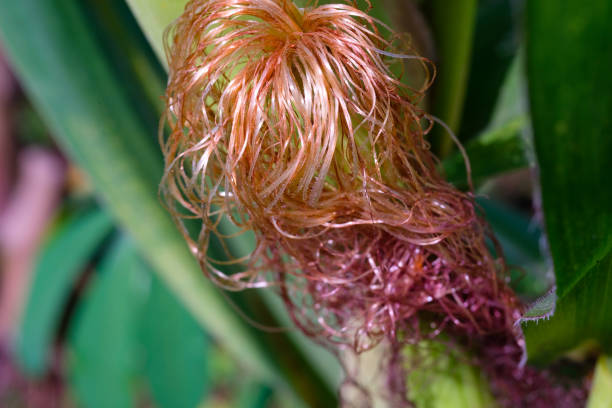 Who knew that cornflower hair had all these benefits?&nbsp;🙏🏻✊🌹✊🙏🏻🙋🏻🙏🏻🌹🔑