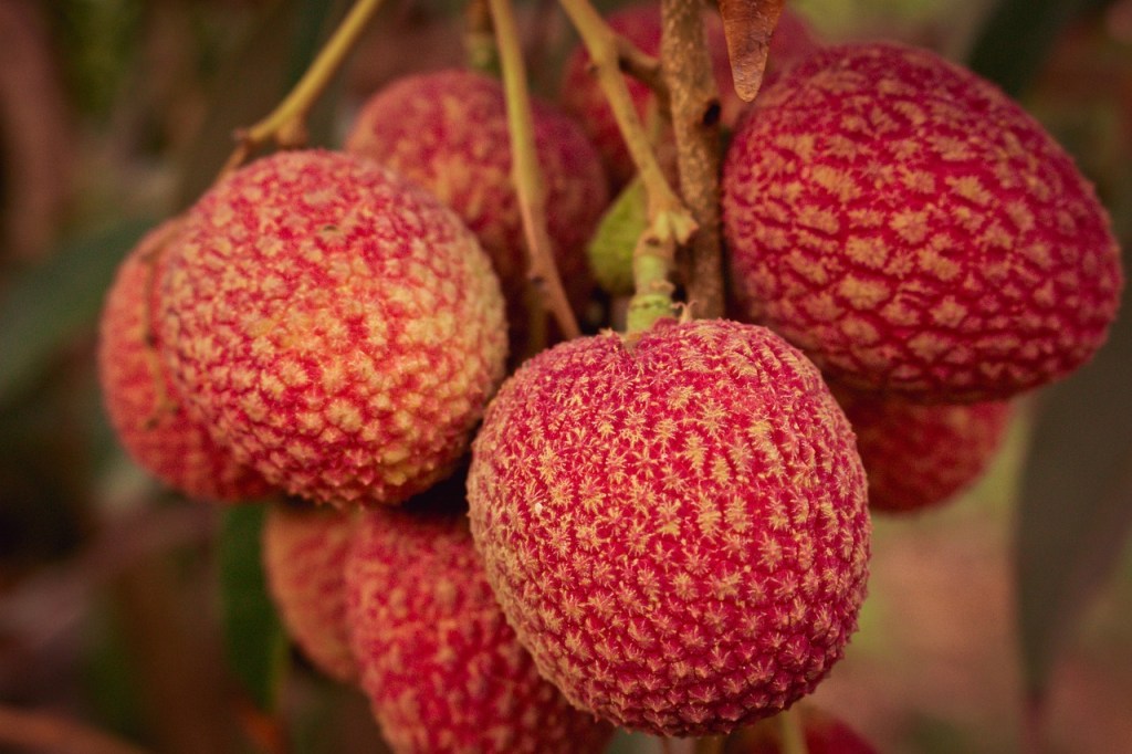 Lychee Fruit: #A Tropical Delight for Health and&nbsp;Cuisine
