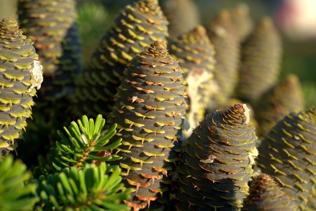 The Wonders of Pine: Its Industrial and Medical Benefits_#and Its&nbsp;Habitats#