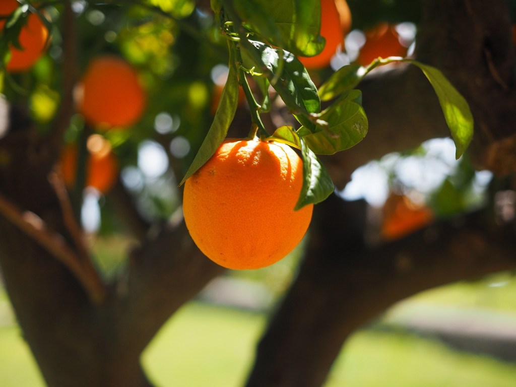 The Advantages and Types of Oranges: A Natural Ally in Delaying&nbsp;Aging
