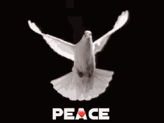 Very simple change: السلام 👋🏼👋🏼شفاء الروح.&nbsp;&nbsp;&nbsp;&nbsp;&nbsp;&nbsp; Peace heals the&nbsp;soul
