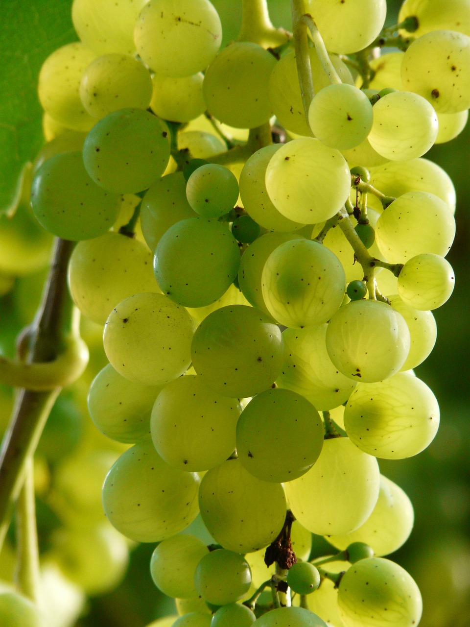 Grapes: their harms and health and beauty benefits for the&nbsp;eyes