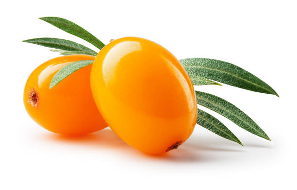 Sea Buckthorn: Culture, Habitat, and Health&nbsp;Benefits