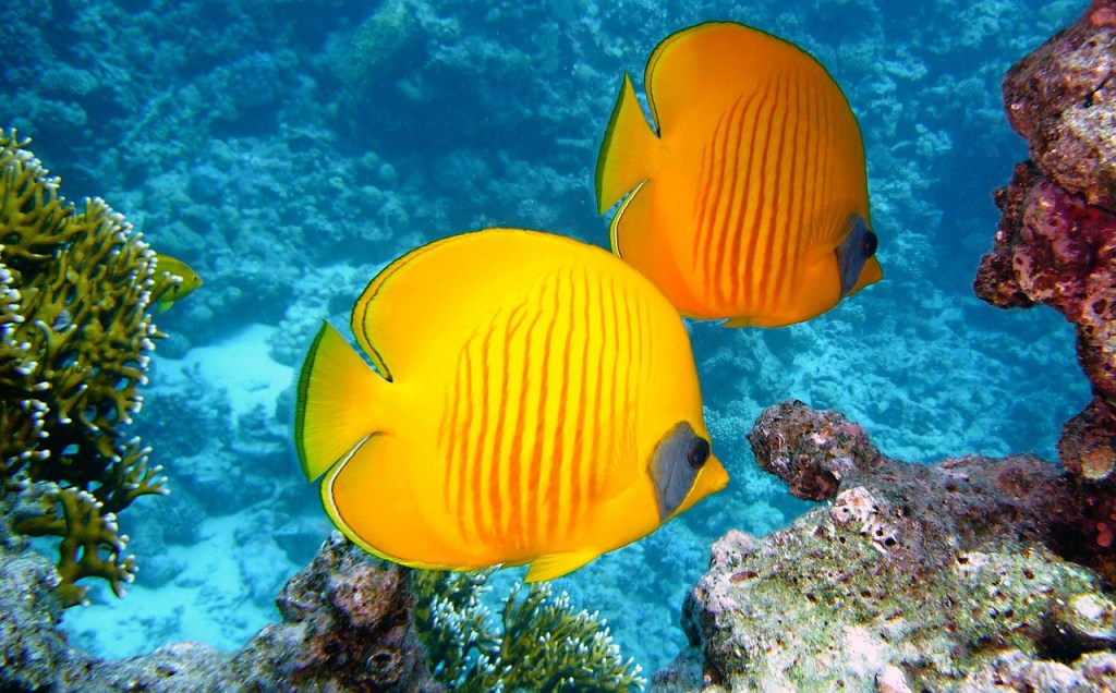 Sharm El Sheikh: the most important tourist destinations. And for diving lovers. It has important places for mental health #()&nbsp;&